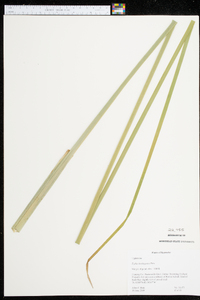 Typha domingensis image