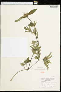 Ruellia caroliniensis image