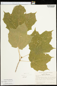 Acer nigrum image