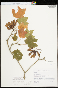 Acer nigrum image