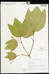 Acer pensylvanicum image