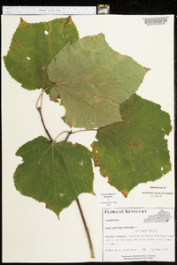 Acer pensylvanicum image