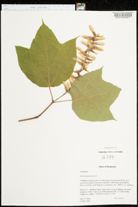 Acer pensylvanicum image