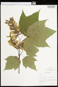 Acer pensylvanicum image