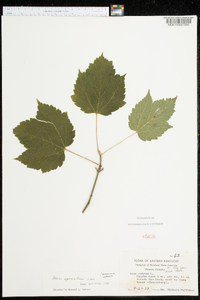 Acer spicatum image