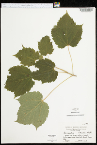 Acer spicatum image