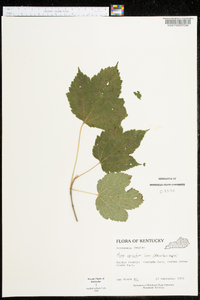 Acer spicatum image