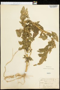 Amaranthus retroflexus image