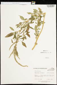 Amaranthus spinosus image