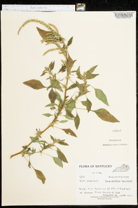 Amaranthus spinosus image