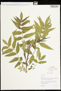 Rhus typhina image