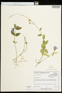 Vinca minor image