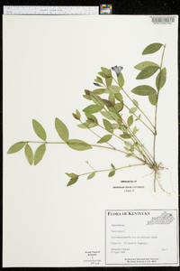 Vinca minor image