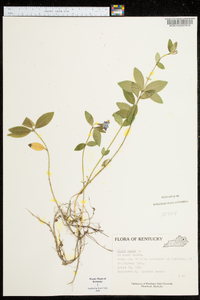 Vinca minor image