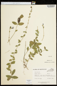 Vinca minor image