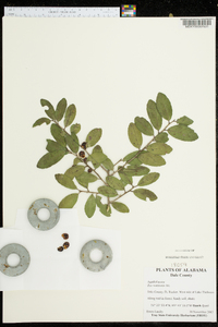 Ilex vomitoria image