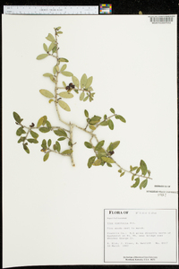 Ilex vomitoria image