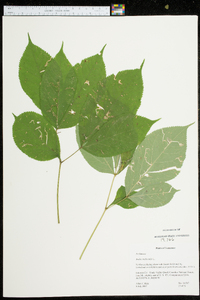 Aralia nudicaulis image