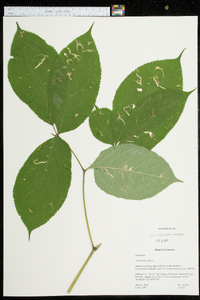 Aralia nudicaulis image