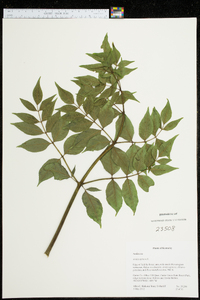 Aralia spinosa image