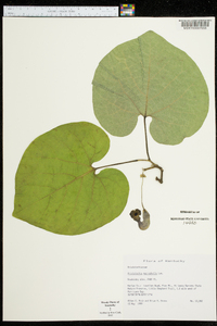 Aristolochia macrophylla image