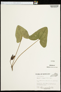 Hexastylis arifolia image