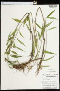 Asclepias perennis image