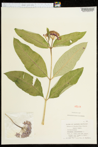 Asclepias purpurascens image