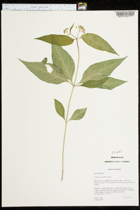 Asclepias quadrifolia image