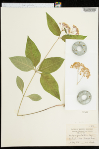 Asclepias quadrifolia image