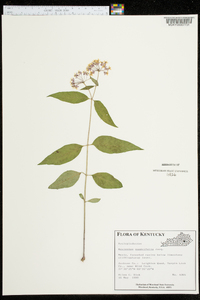 Asclepias quadrifolia image