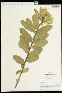 Asclepias viridis image