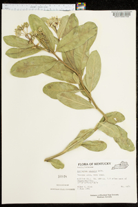 Asclepias viridis image