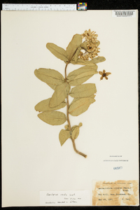 Asclepias viridis image