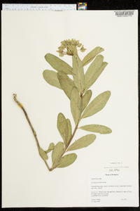 Asclepias viridis image