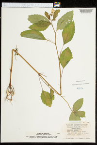 Impatiens pallida image