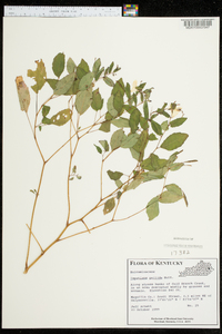 Impatiens pallida image