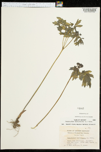 Caulophyllum thalictroides image