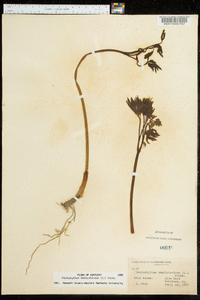 Caulophyllum thalictroides image