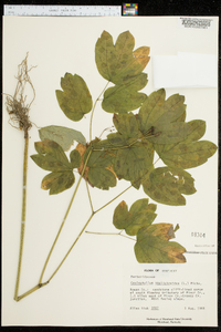 Caulophyllum thalictroides image