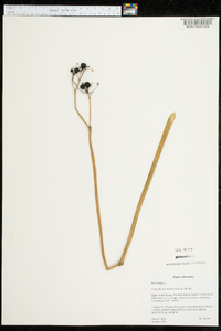 Caulophyllum thalictroides image