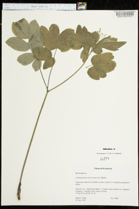 Caulophyllum thalictroides image