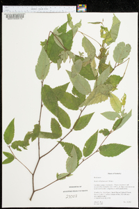 Betula alleghaniensis image