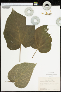 Paulownia tomentosa image