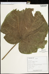 Paulownia tomentosa image