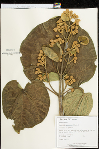 Paulownia tomentosa image