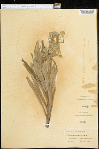 Cynoglossum officinale image