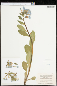 Mertensia virginica image