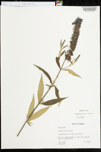 Buddleja davidii image