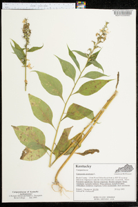 Campanulastrum americanum image